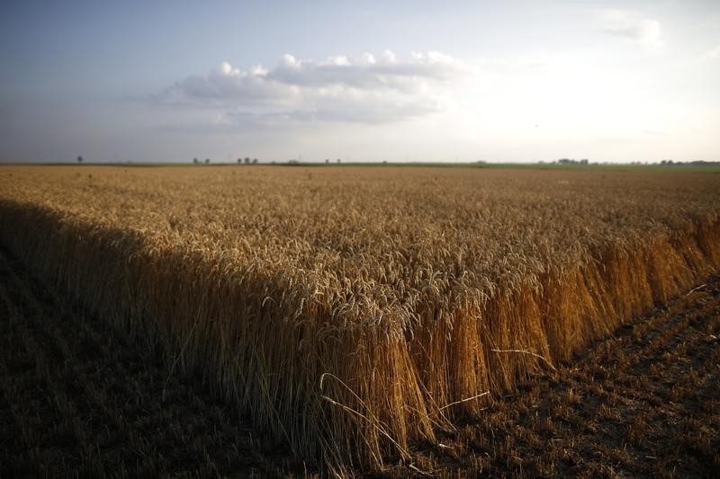 Exclusive-Ukraine plans same 2024 sowing area as 2023, has concerns on wheat quality -minister By Reuters