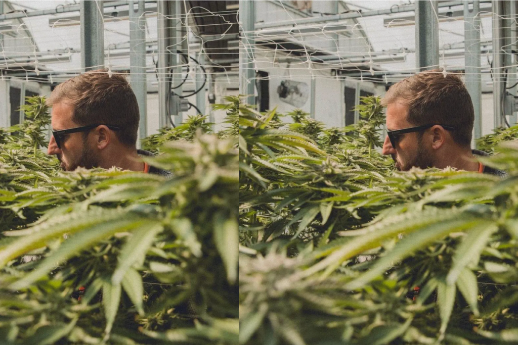 Surfing World Champion Justin Quintal Says Cannabis ‘Consumption Doesn’t Define Work Ethic’