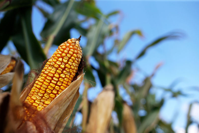 US-Mexico GM corn dispute to be resolved this year -chief agricultural negotiator By Reuters