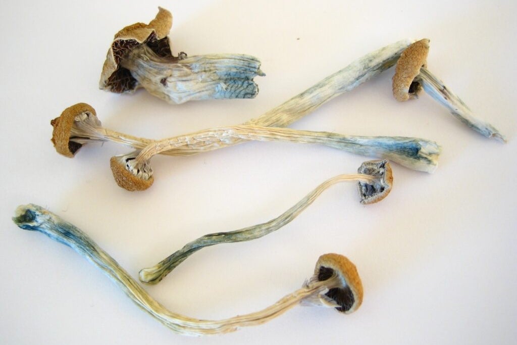 US Police Seizures Of Psychedelic Mushrooms Increased In Recent Years, New Study Finds