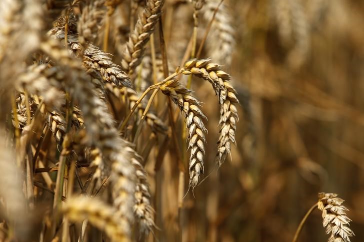 Weather damages only 1-2% of Ukraine 2024 winter wheat crop, ministry says By Reuters