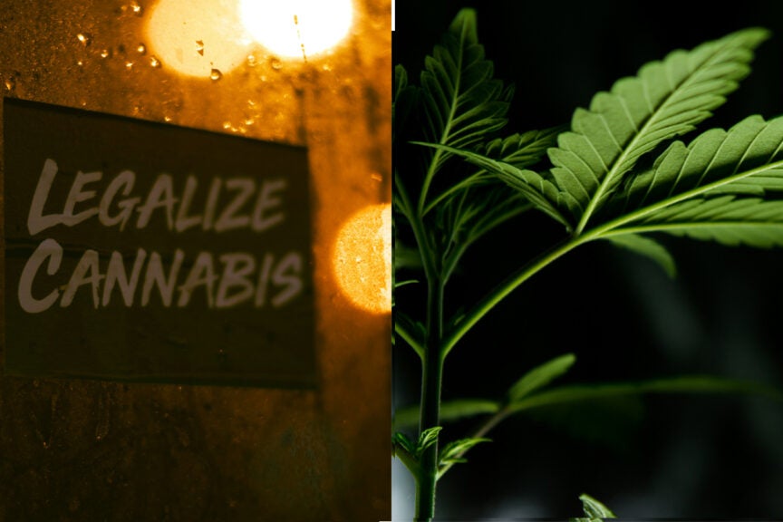 This Canadian Company Emerges Among Cannabis Giants As German Weed Legalization Goes Into Effect - Village Farms Intl (NASDAQ:VFF)