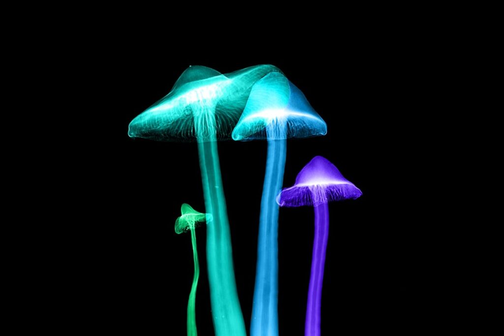 Why Do Magic Mushrooms Bruise Blue? Science Solves The Mystery