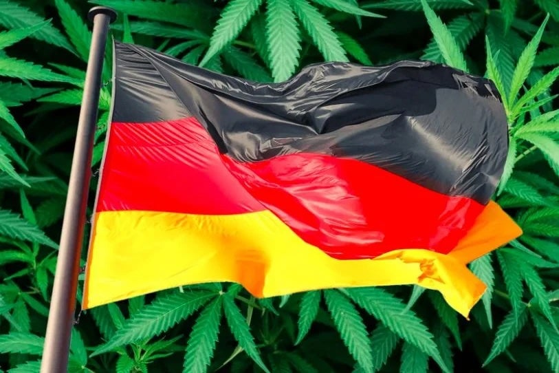 Global Cannabis Strategies Post-German Legalization: Exclusive Insights From Curaleaf, Gold Flora, Verano - Curaleaf Holdings (OTC:CURLF), Gold Flora (OTC:GRAM)