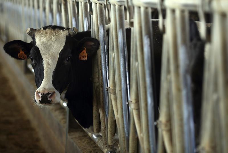 US health officials warn dairy workers are at risk from bird flu By Reuters